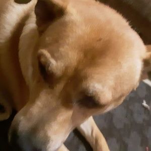 Meet your Posher, Diana